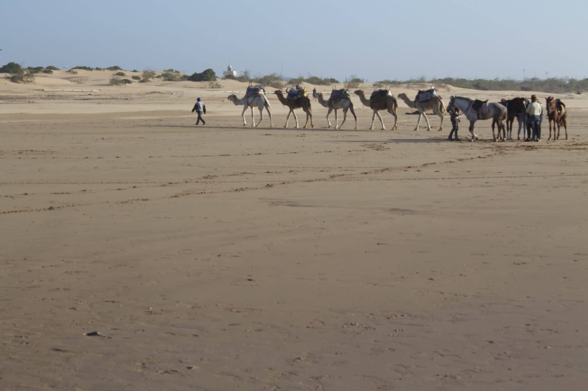 Caravane de dromadaires sur la plage